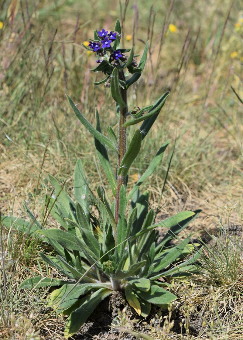 Common Bugloss