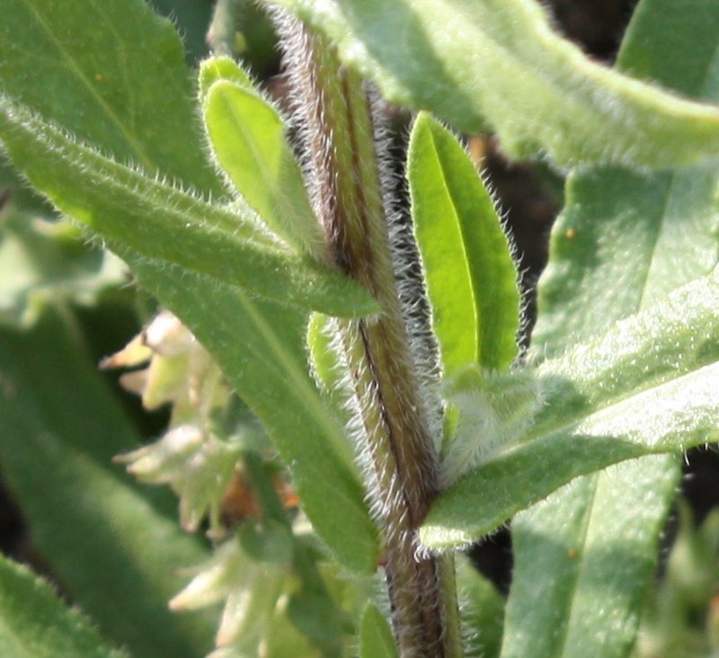 Common Bugloss photo 7