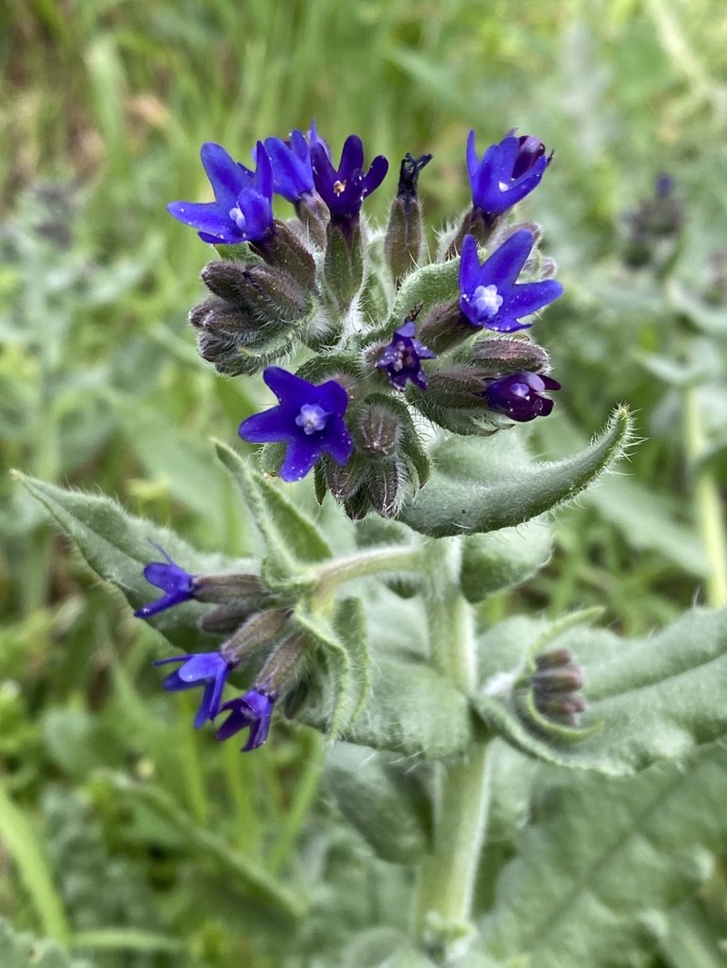 Common Bugloss photo 8