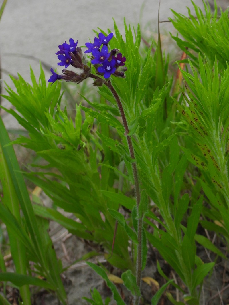 Anchusa officinalis subsp. officinalis