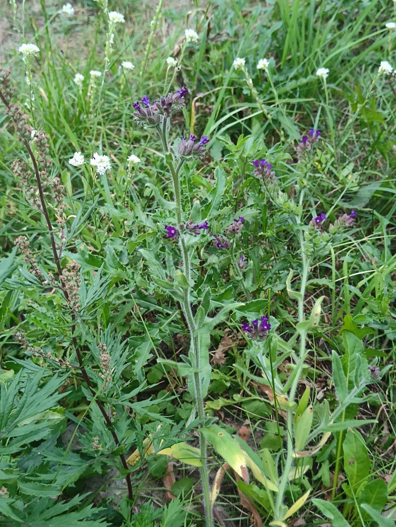 Anchusa officinalis subsp. officinalis photo 2