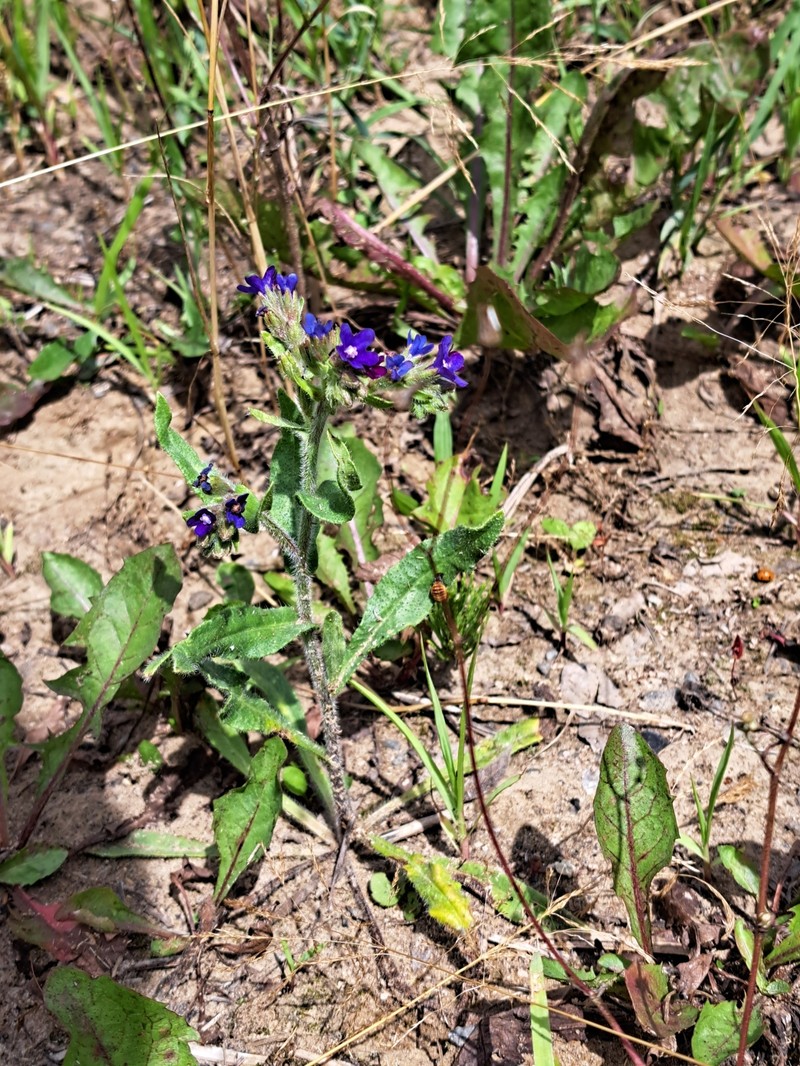Anchusa officinalis subsp. officinalis photo 3