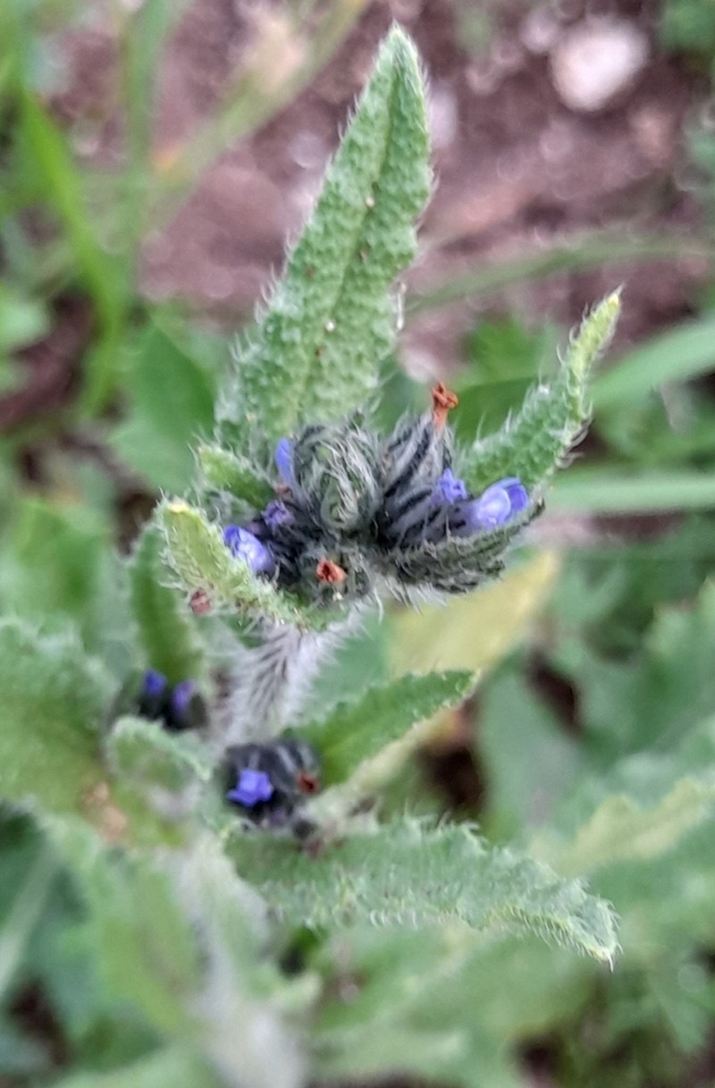 Anchusa puechii