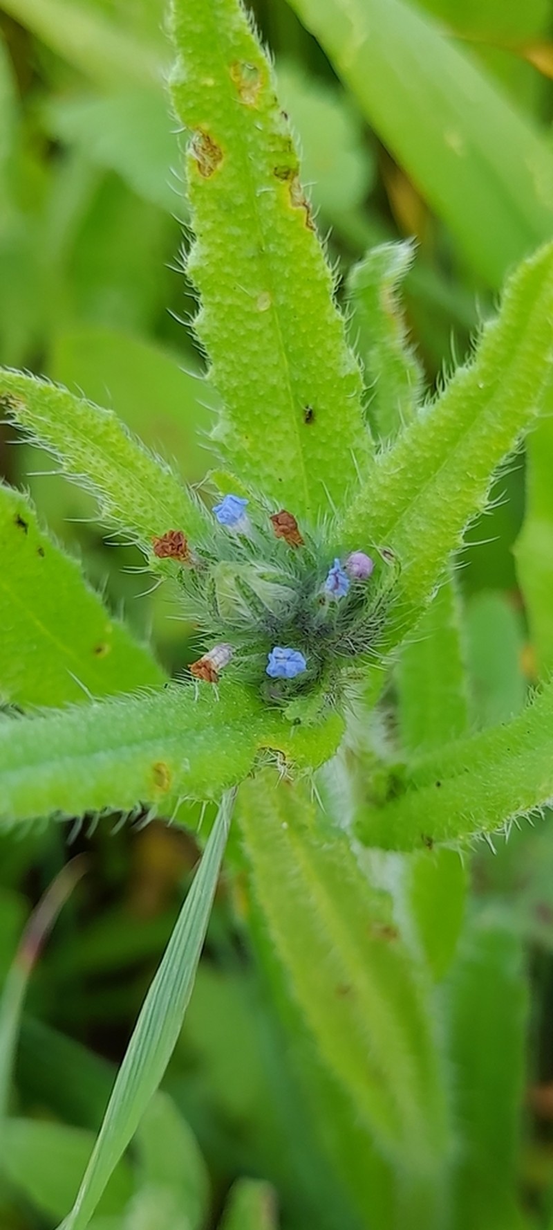 Anchusa puechii photo 2