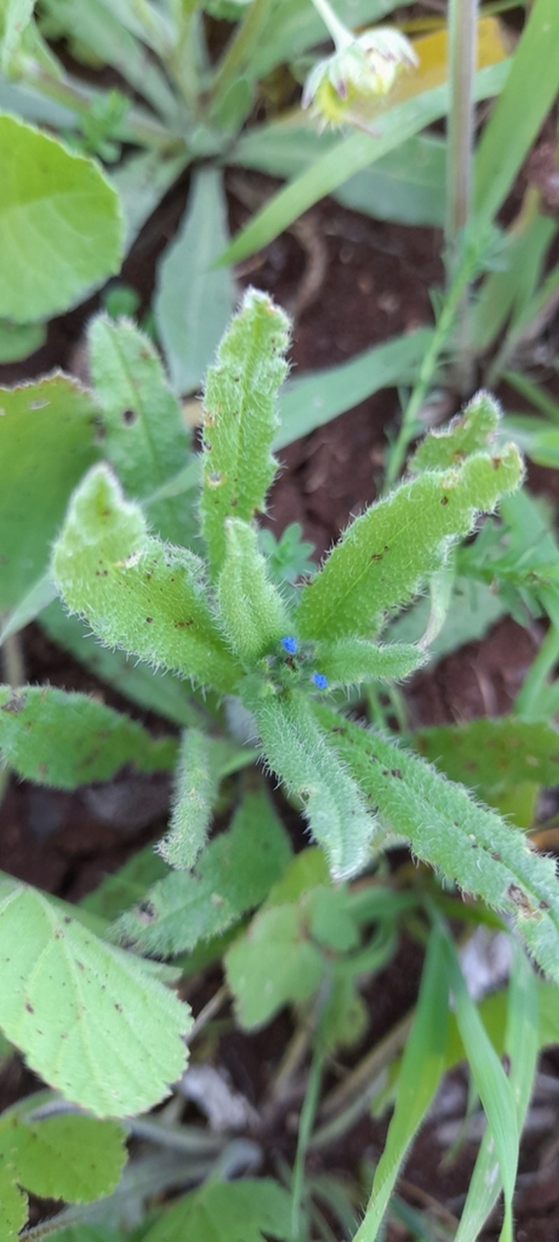 Anchusa puechii photo 3