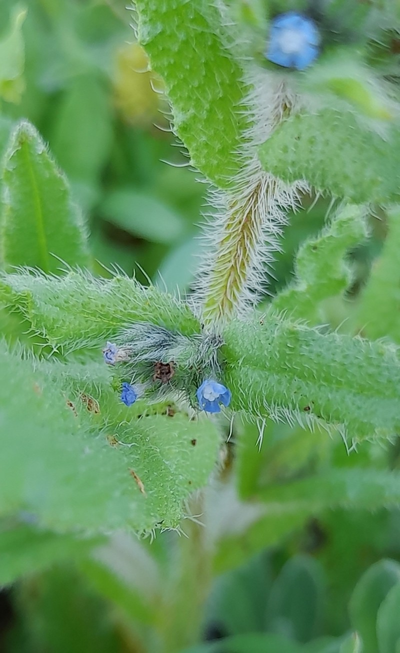 Anchusa puechii photo 4