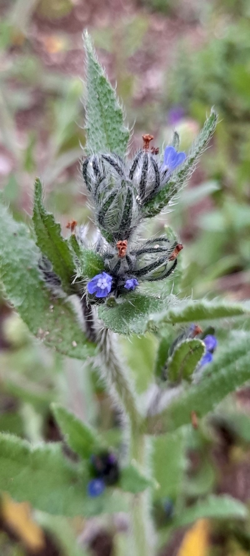 Anchusa puechii photo 5
