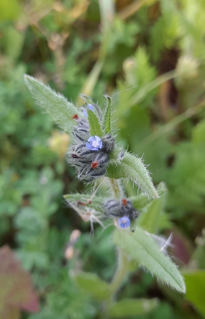 Anchusa puechii photo 6