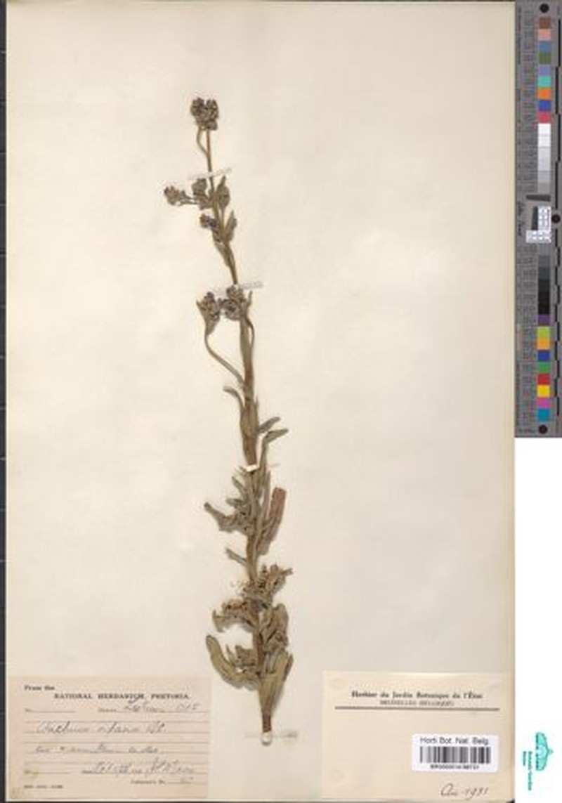 Anchusa riparia