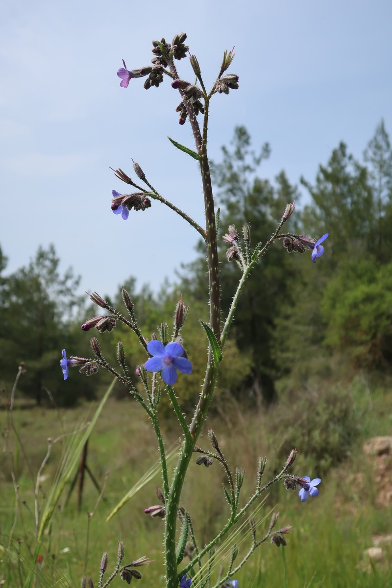 Anchusa strigosa