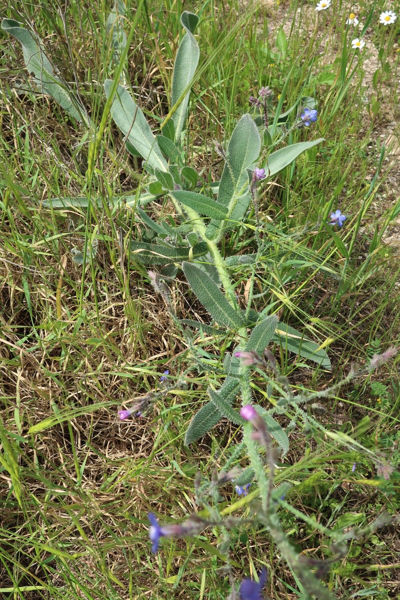 Anchusa strigosa photo 2
