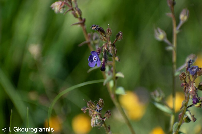 Anchusa stylosa