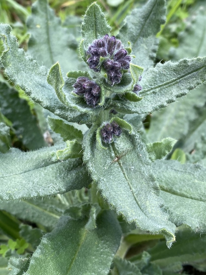Anchusa undulata