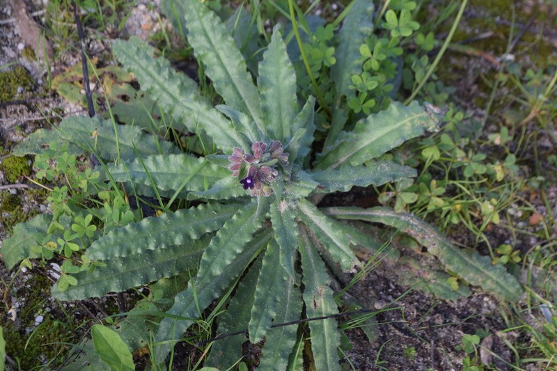 Anchusa undulata photo 2