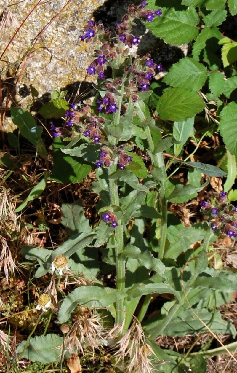 Anchusa undulata photo 3