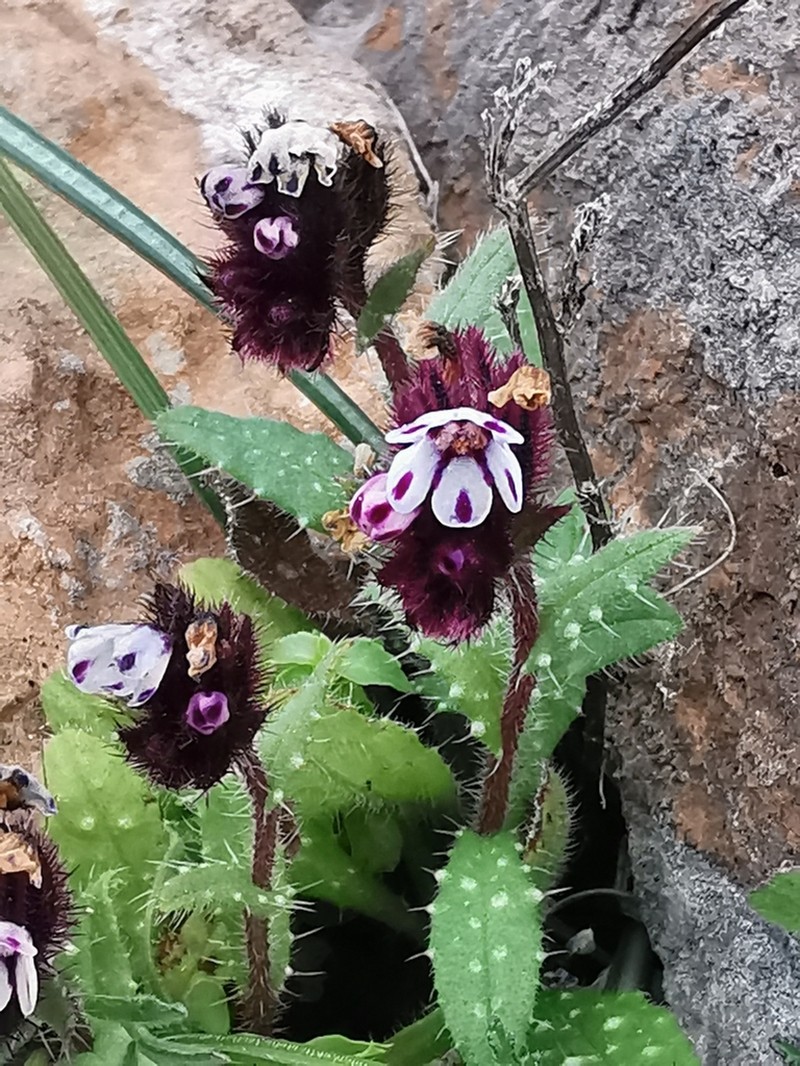 Anchusa variegata