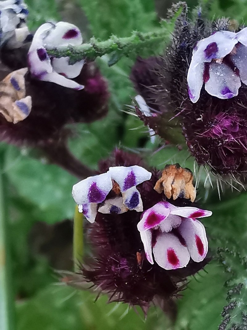 Anchusa variegata photo 2