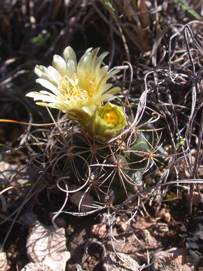 Shorthook Fishhook Cactus photo 2