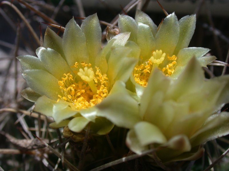 Shorthook Fishhook Cactus photo 7