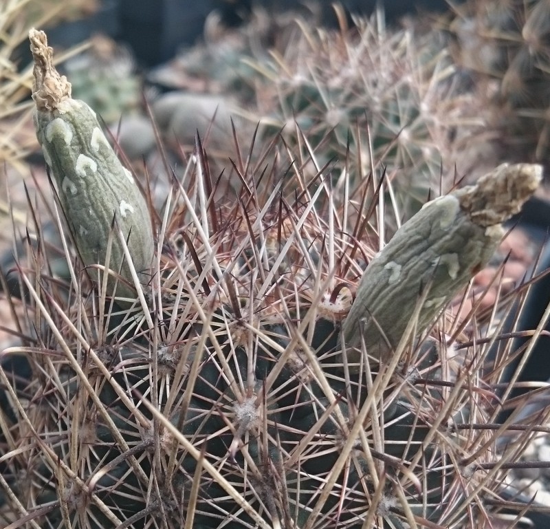 Scheer's Fishhook Cactus photo 2