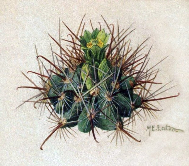 Scheer's Fishhook Cactus photo 3