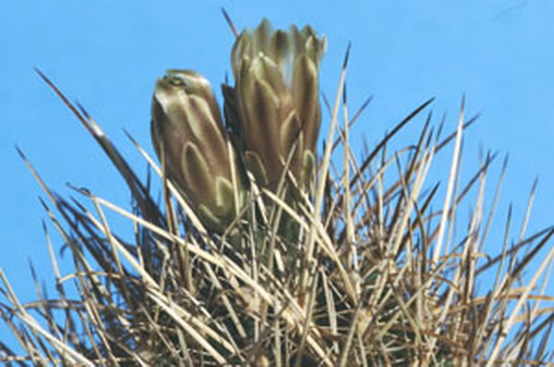 Scheer's Fishhook Cactus photo 4