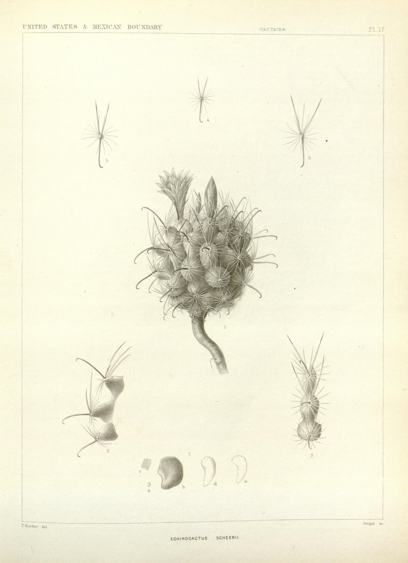 Scheer's Fishhook Cactus photo 5