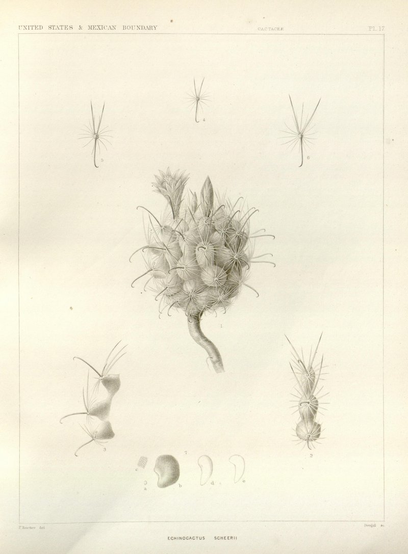 Scheer's Fishhook Cactus photo 6