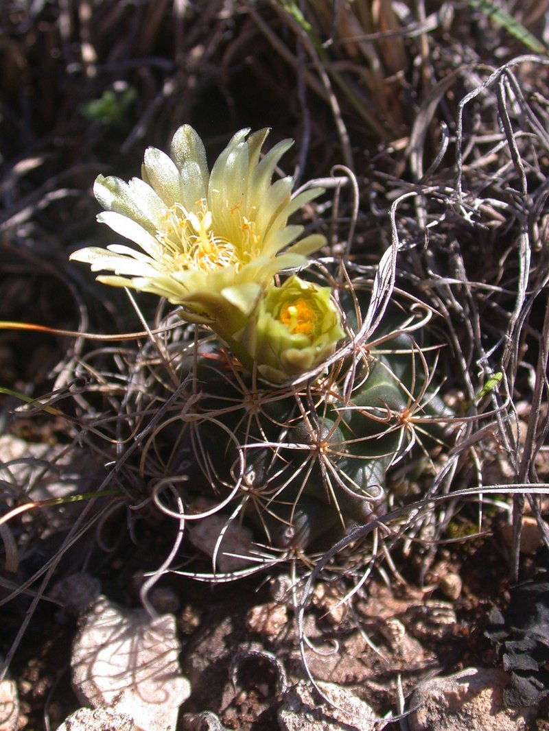 Shorthook Fishhook Cactus photo 2