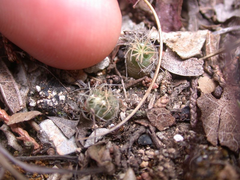 Shorthook Fishhook Cactus photo 4
