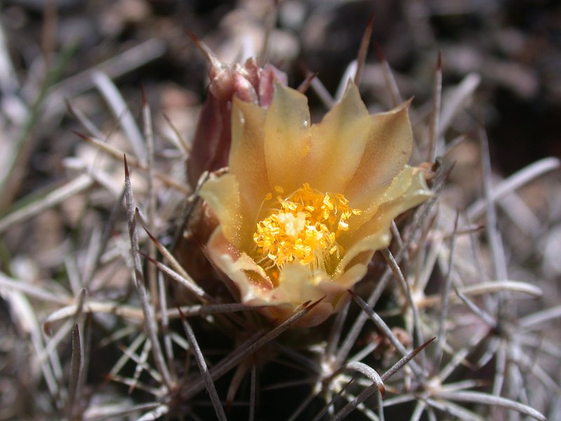 Shorthook Fishhook Cactus photo 5
