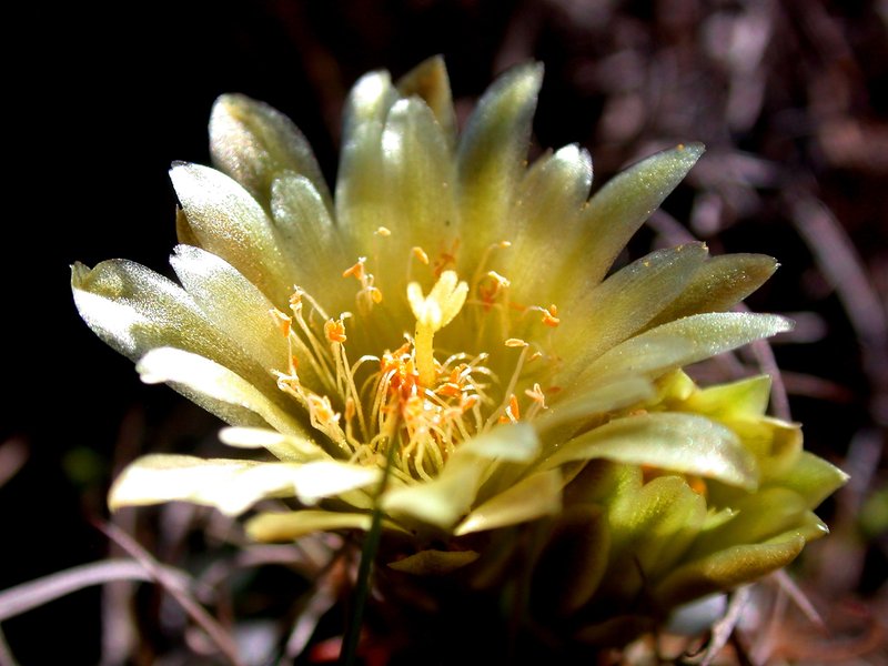 Shorthook Fishhook Cactus photo 6