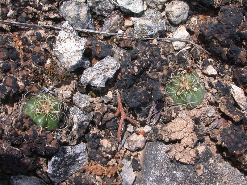 Shorthook Fishhook Cactus photo 7