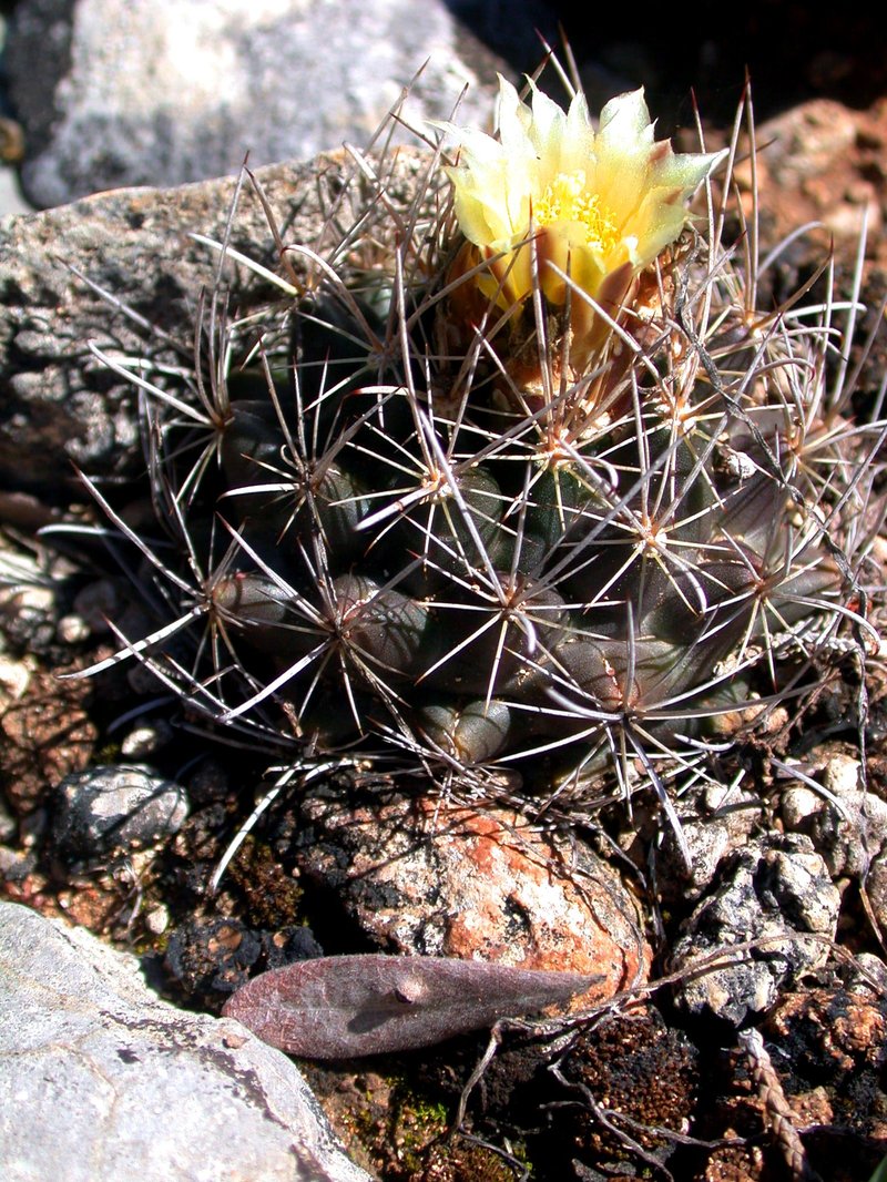 Shorthook Fishhook Cactus