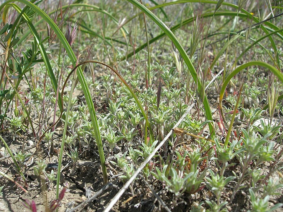 False Neststraw