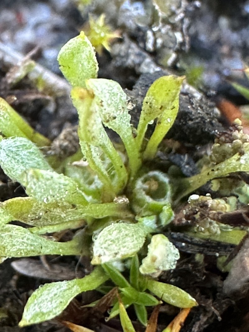 Ancistrocarphus keilii photo 3