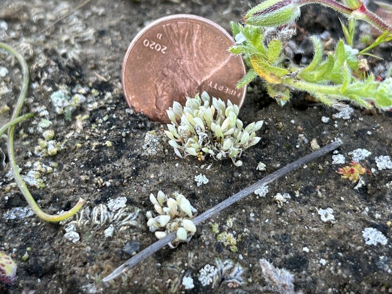 Ancistrocarphus keilii photo 4