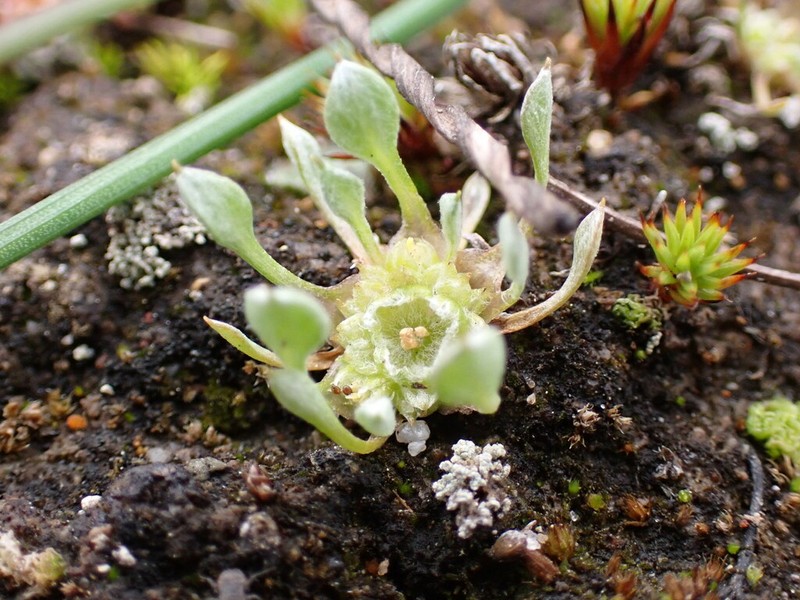 Ancistrocarphus keilii photo 5