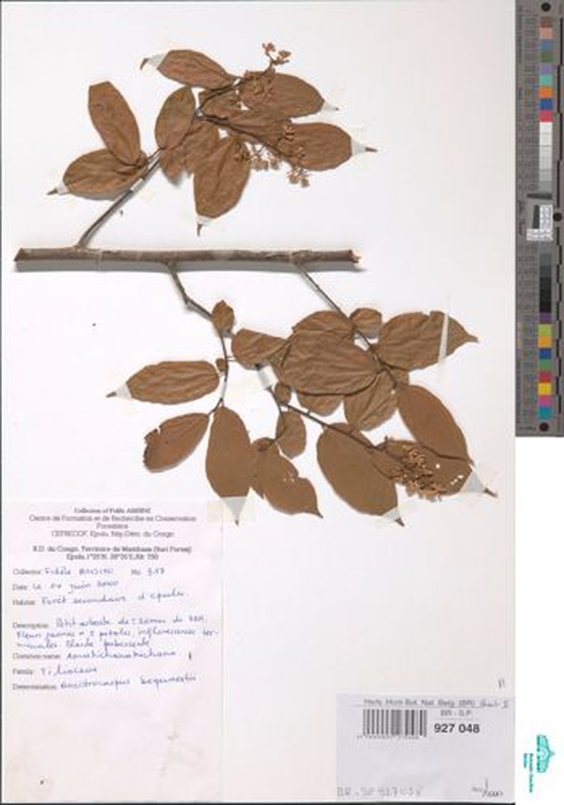 Ancistrocarpus bequaertii