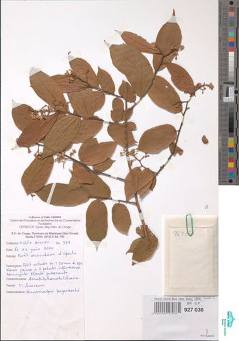 Ancistrocarpus bequaertii photo 2