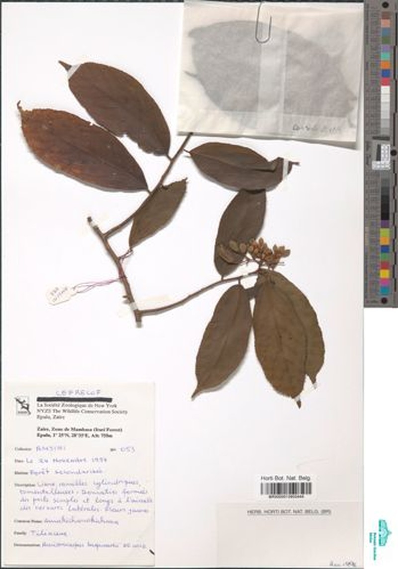 Ancistrocarpus bequaertii photo 3