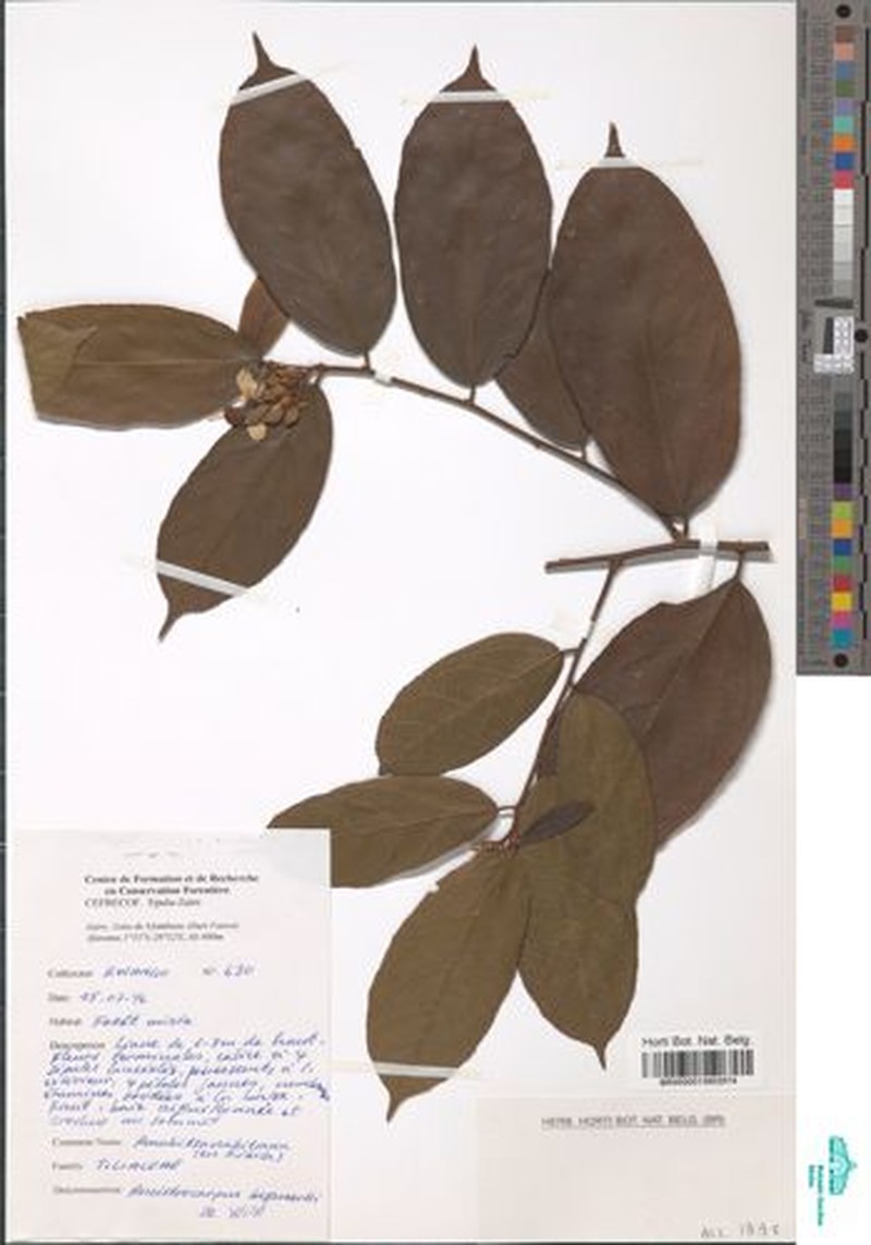 Ancistrocarpus bequaertii photo 4