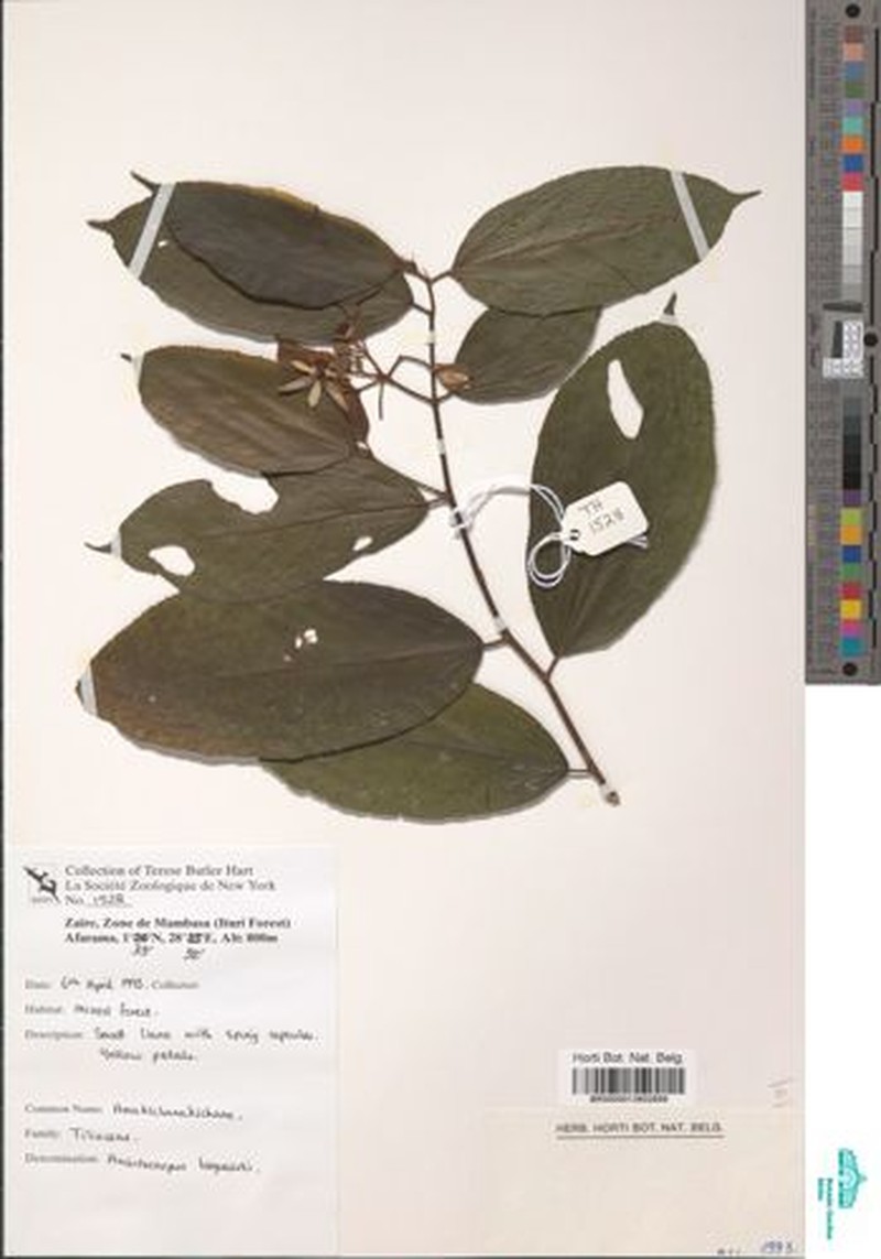 Ancistrocarpus bequaertii photo 5