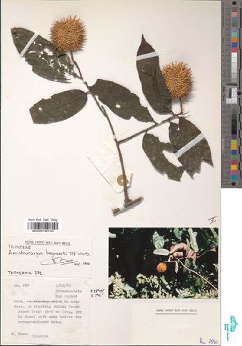 Ancistrocarpus bequaertii photo 6