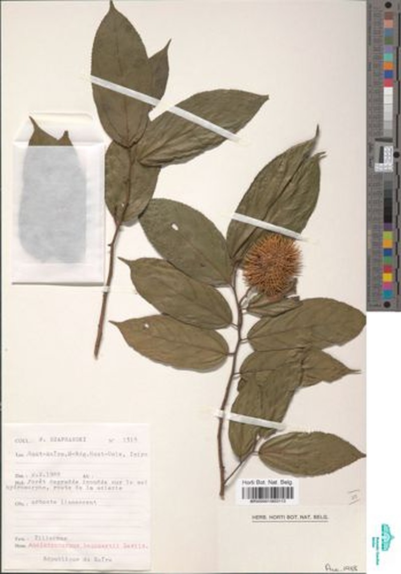 Ancistrocarpus bequaertii photo 7