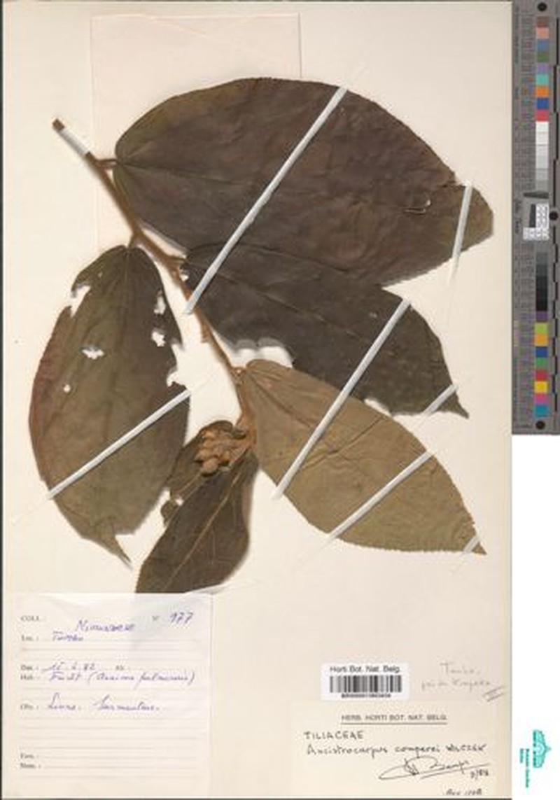 Ancistrocarpus comperei