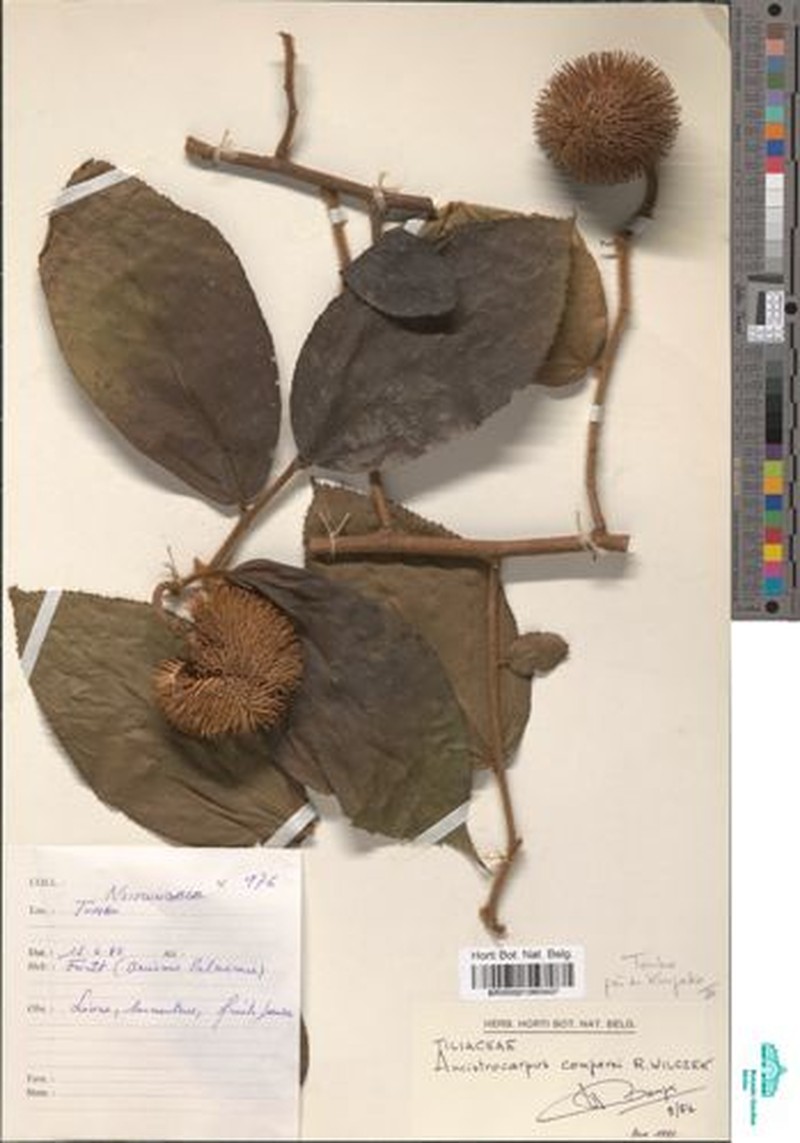 Ancistrocarpus comperei photo 2