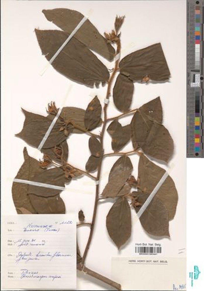 Ancistrocarpus comperei photo 3
