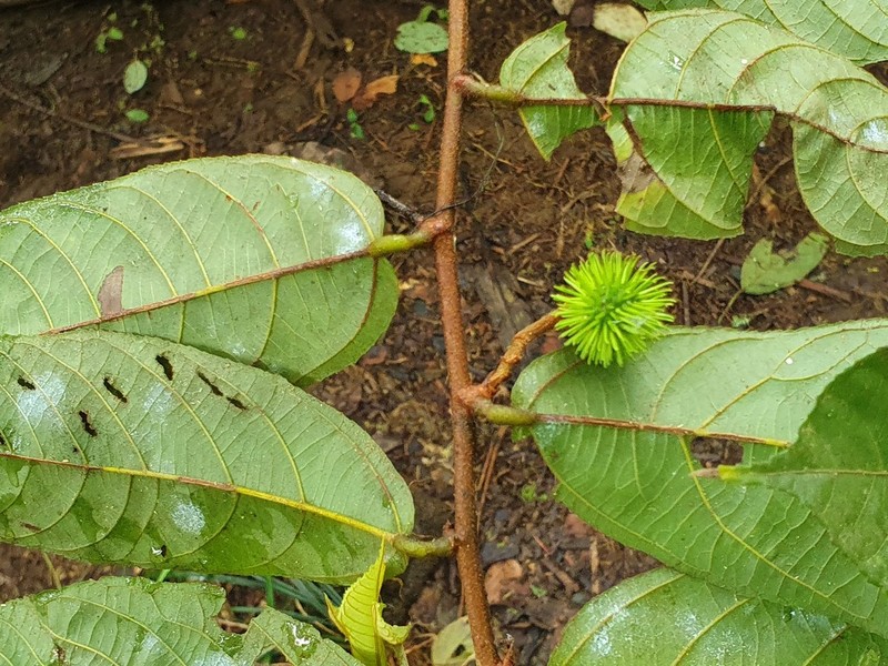 Ancistrocarpus densispinosus