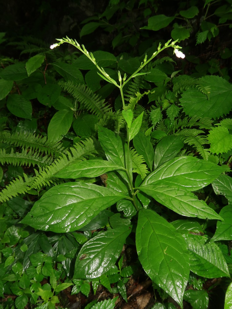 Ancistrocarya japonica